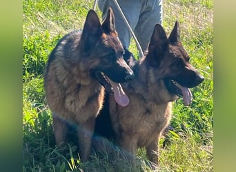 Lolita (Spanien) - freundliche Schäferhunddame