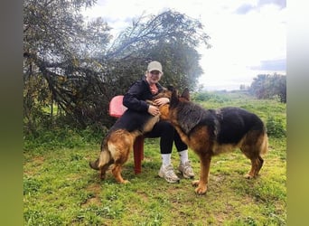Lolita (Spanien) - freundliche Schäferhunddame