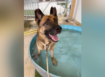 Max (Spanien) - der Schäferhund