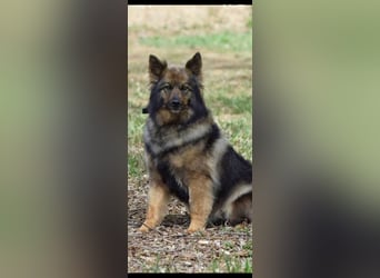 Lada - eine kleine tapfere Seele sucht ein liebevolles Zuhause.