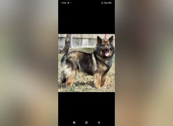 Lada - eine kleine tapfere Seele sucht ein liebevolles Zuhause.