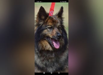 Lada - eine kleine tapfere Seele sucht ein liebevolles Zuhause.