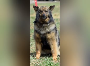 Lada - eine kleine tapfere Seele sucht ein liebevolles Zuhause.