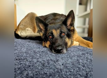 Lila - Anfängerhündin Lila - Anfängerhündin