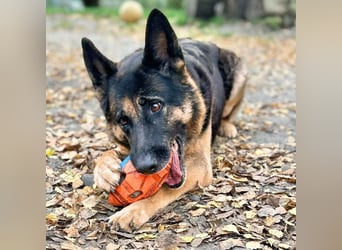 Lila - Anfängerhündin Lila - Anfängerhündin