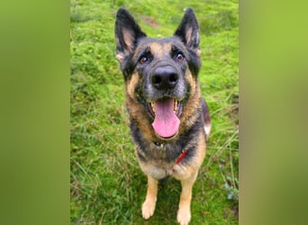 Lila - Anfängerhündin Lila - Anfängerhündin