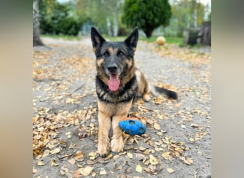 Lila - Anfängerhündin Lila - Anfängerhündin