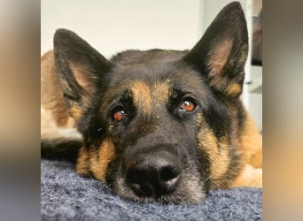 Lila - Anfängerhündin Lila - Anfängerhündin