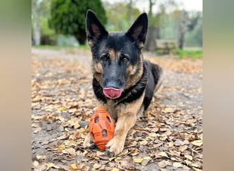 Lila - Anfängerhündin Lila - Anfängerhündin