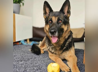 Lila - Anfängerhündin Lila - Anfängerhündin