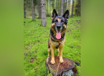 Lila - Anfängerhündin Lila - Anfängerhündin