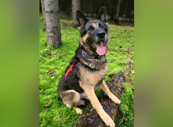 Lila - Anfängerhündin Lila - Anfängerhündin