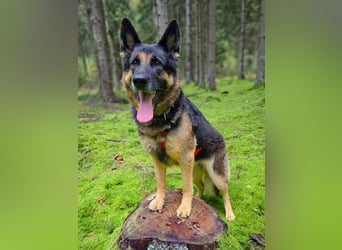 Lila - Anfängerhündin Lila - Anfängerhündin