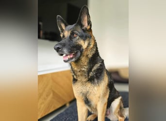 Lila - Anfängerhündin Lila - Anfängerhündin