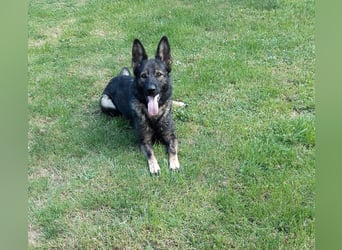 Dringender Notfall – Schäferhündin Bonni in 17039 Dringender Notfall – Schäferhündin Bonni in 17039