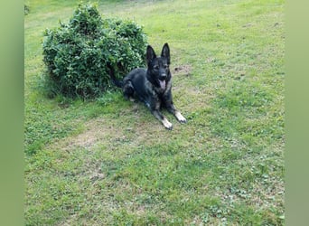 Dringender Notfall – Schäferhündin Bonni in 17039 Dringender Notfall – Schäferhündin Bonni in 17039