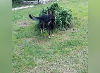 Dringender Notfall – Schäferhündin Bonni in 17039 Dringender Notfall – Schäferhündin Bonni in 17039