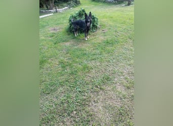 Dringender Notfall – Schäferhündin Bonni in 17039 Dringender Notfall – Schäferhündin Bonni in 17039