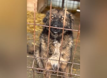 Tierschutz: Schäfi-Mix-Hundedame Donata sucht Anschluss