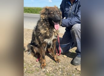 Tierschutz: Schäfi-Mix-Hundedame Donata sucht Anschluss