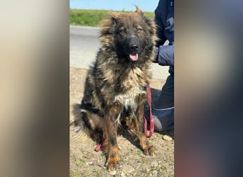 Tierschutz: Schäfi-Mix-Hundedame Donata sucht Anschluss