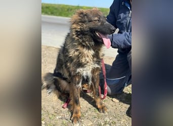 Tierschutz: Schäfi-Mix-Hundedame Donata sucht Anschluss