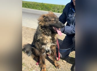 Tierschutz: Schäfi-Mix-Hundedame Donata sucht Anschluss