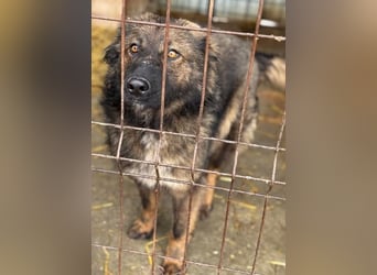 Tierschutz: Schäfi-Mix-Hundedame Donata sucht Anschluss