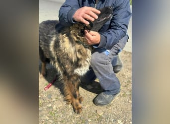 Tierschutz: Schäfi-Mix-Hundedame Donata sucht Anschluss