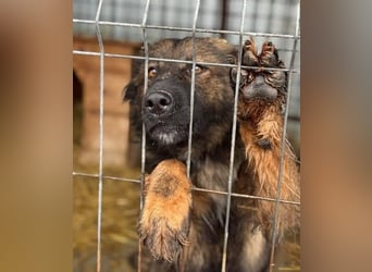 Tierschutz: Schäfi-Mix-Hundedame Donata sucht Anschluss