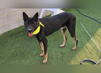 lieber Schäferhund MIx sucht seine Menschen die ihn lieben