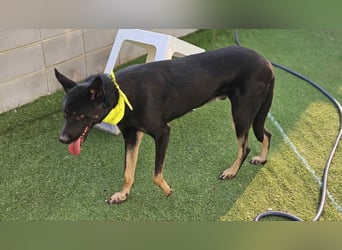 lieber Schäferhund MIx sucht seine Menschen die ihn lieben