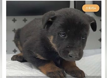 lieber Schäferhund MIx sucht seine Menschen die ihn lieben