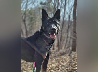lieber Schäferhund MIx sucht seine Menschen die ihn lieben