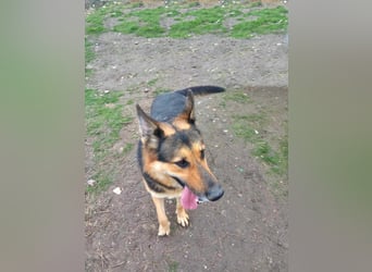 Noah, menschenbezogen und freundlich