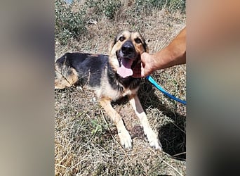 Noah, menschenbezogen und freundlich