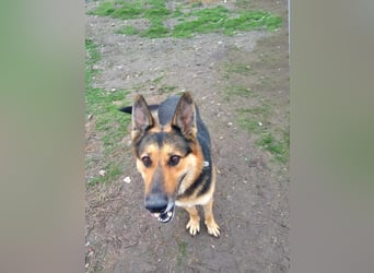 Noah, menschenbezogen und freundlich