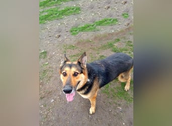 Noah, menschenbezogen und freundlich