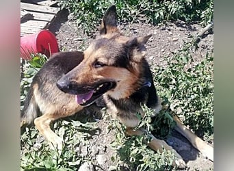 Noah, menschenbezogen und freundlich