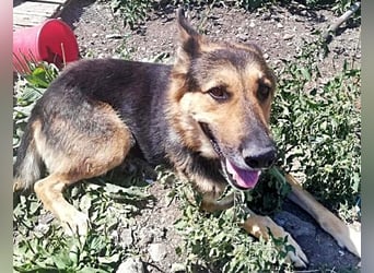 Noah, menschenbezogen und freundlich