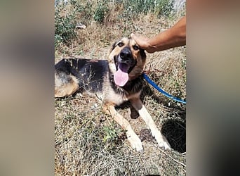 Noah, menschenbezogen und freundlich