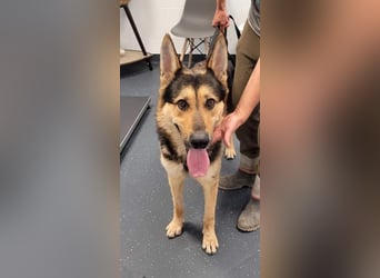 Noah, menschenbezogen und freundlich