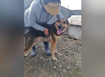 Noah, menschenbezogen und freundlich