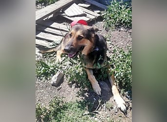 Noah, menschenbezogen und freundlich