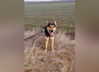 Noah, menschenbezogen und freundlich