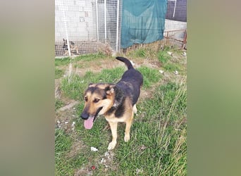 Noah, menschenbezogen und freundlich