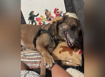 KARLA sucht aktive Menschen und dringend ein neues Zuhause