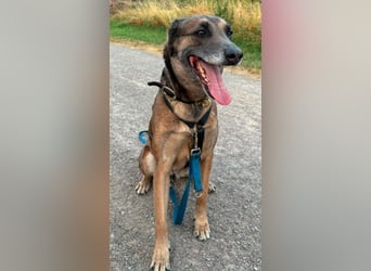 KARLA sucht aktive Menschen und dringend ein neues Zuhause