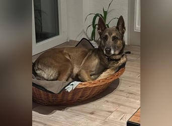 KARLA sucht aktive Menschen und dringend ein neues Zuhause