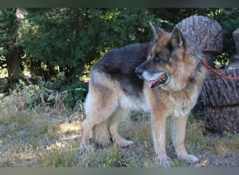 freundlicher Renzo wünscht sich ein Zuhause zum Angkommen